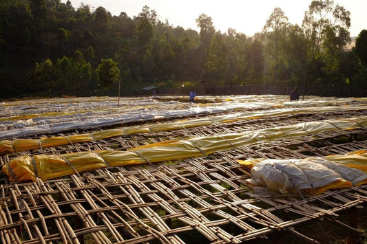 Goro Bedesa: A Journey into Ethiopian Coffee Craftsmanship - Harvester Coffee Co