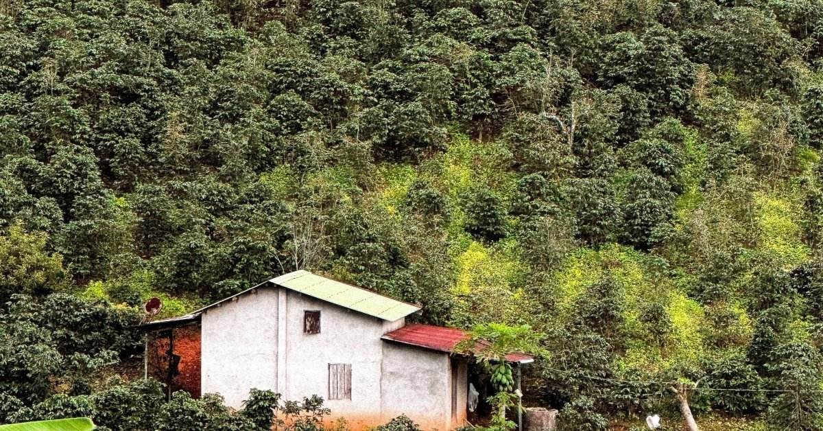 High-Altitude Coffee: The Science Behind Superior Flavors