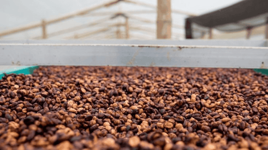 Super Natural vs Black Honey: Exploring Two Unique Coffee Processes - Harvester Coffee Co