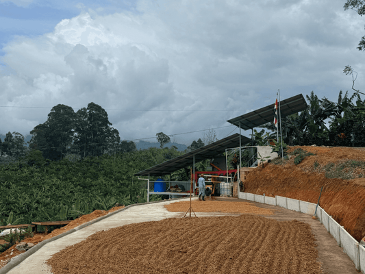 Tarrazú: A Region That Grows More Than Great Coffee - Harvester Coffee Co