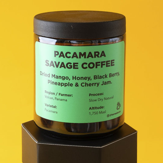 Panama Pacamara Slow dry Natural - Harvester Coffee Co - Coffee beans
