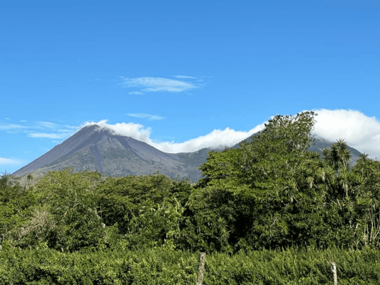 Guatemala Finca La Cabaña – Honey Processed Excellence from Fraijanes - Harvester Coffee Co