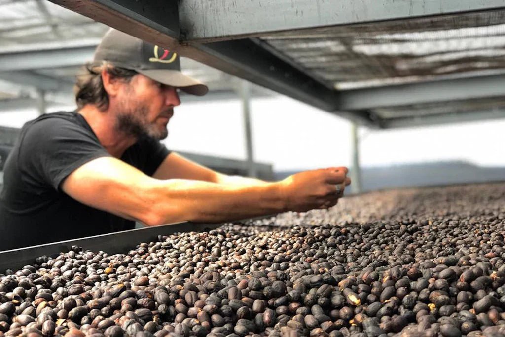 Panama Geisha Natural by Jamison Savage. - Harvester Coffee Co