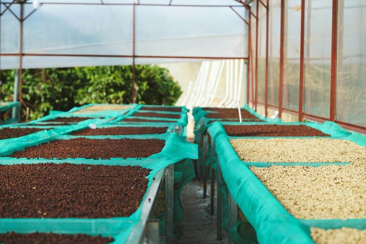 Washed Vs. Natural Coffee Process