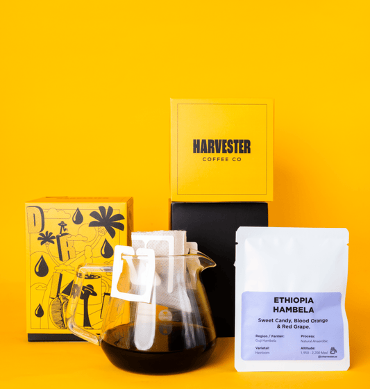 Ethiopia Guji Golden Drip Bags - Harvester Coffee Co - Drip Bags