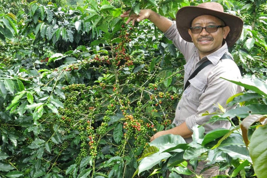 Indonesia Frinsa Manis Natural - Harvester Coffee Co