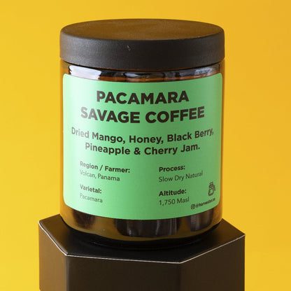 Panama Pacamara Slow dry Natural - Harvester Coffee Co - Coffee beans