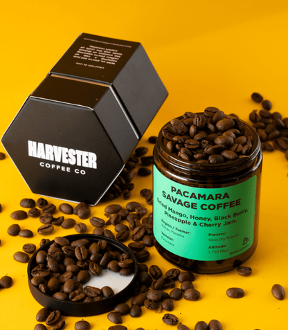 Panama Pacamara Slow dry Natural - Harvester Coffee Co - Coffee beans